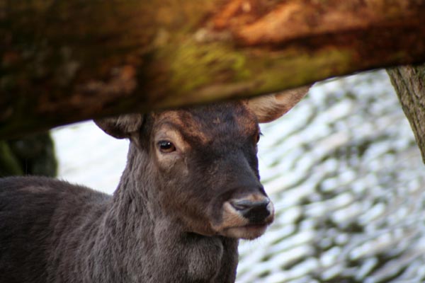 Killikus&reg; Fotographie